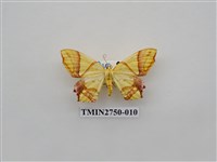 藏品(尺蛾316)的圖片